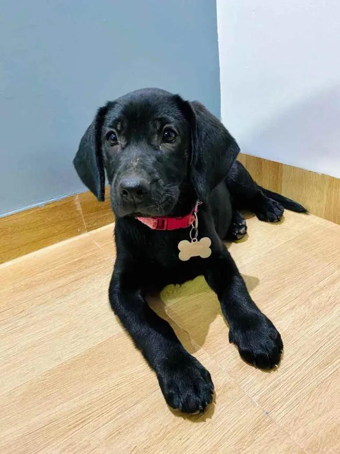 Cachorro ra a Vira-Lata idade 2 a 6 meses nome Juju
