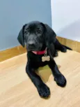 Juju