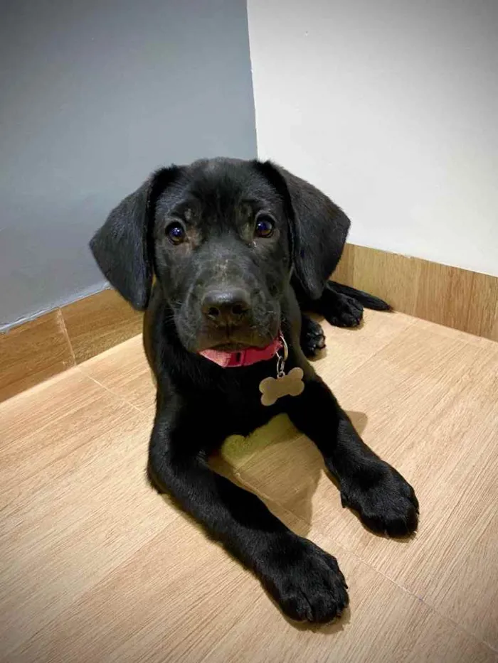 Cachorro ra a Vira-Lata idade 2 a 6 meses nome Juju