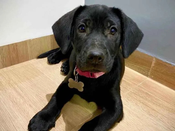 Cachorro ra a Vira-Lata idade 2 a 6 meses nome Juju