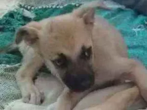 Cachorro raça SRD idade 2 a 6 meses nome Athena
