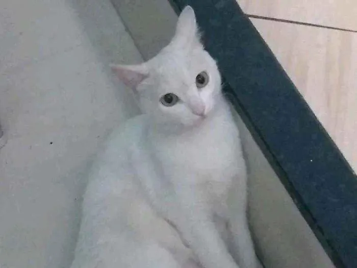 Gato ra a Sem raça idade 2 anos nome Mia