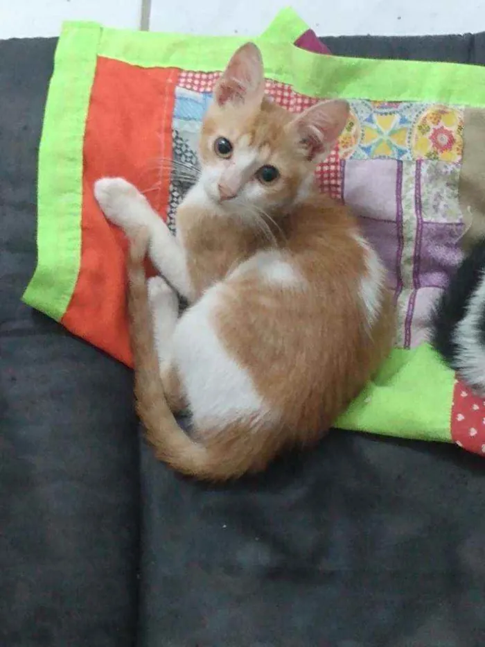Gato raça Srd idade 2 a 6 meses nome Téo 