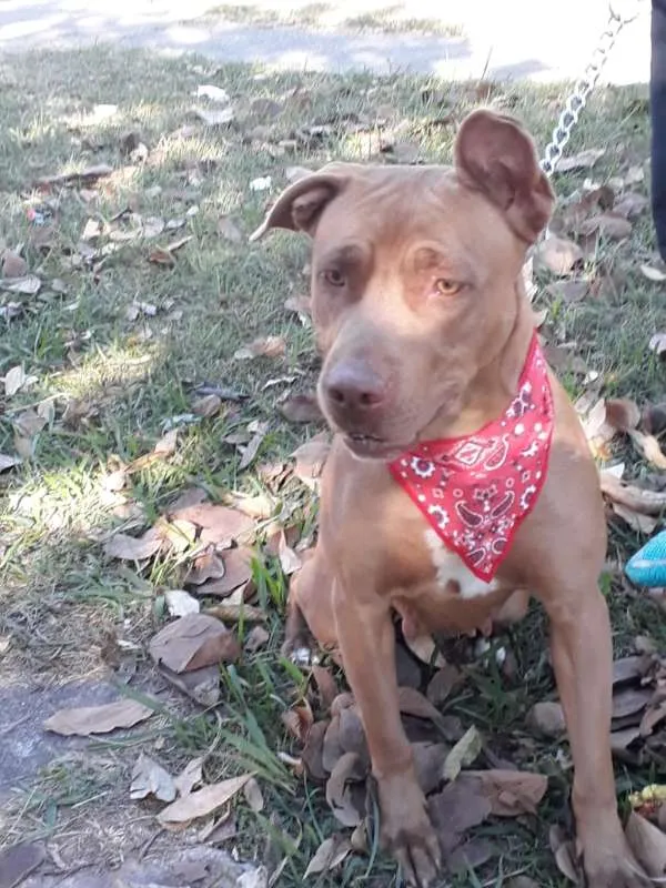 Cachorro ra a Pit Bull idade 1 ano nome Pity