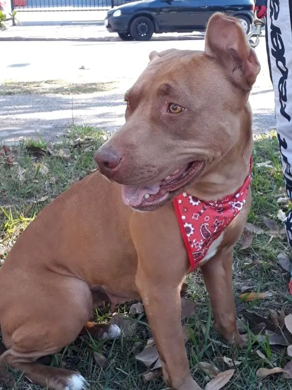 Cachorro ra a Pit Bull idade 1 ano nome Pity