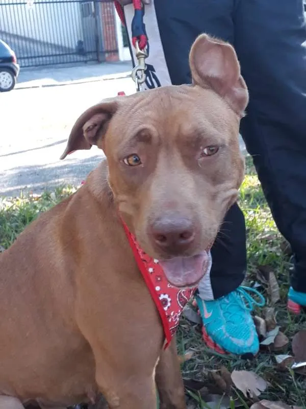 Cachorro ra a Pit Bull idade 1 ano nome Pity