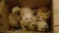 Gato