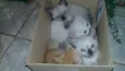 Gato