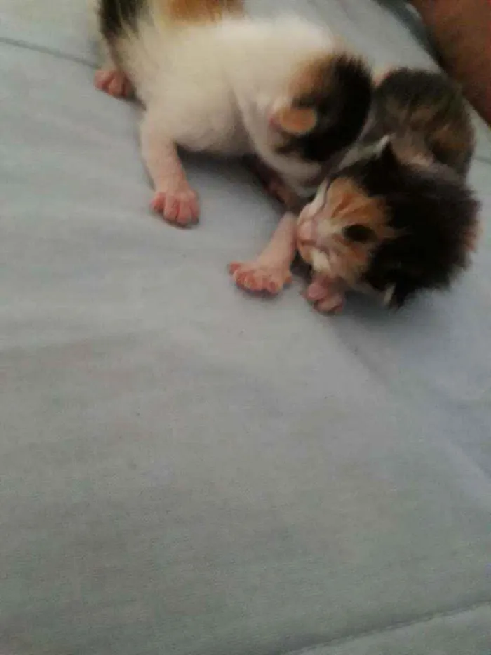 Gato ra a Srd idade Abaixo de 2 meses nome Ninabetinaxodofadaan