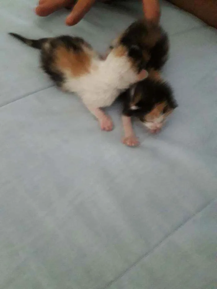 Gato ra a Srd idade Abaixo de 2 meses nome Ninabetinaxodofadaan