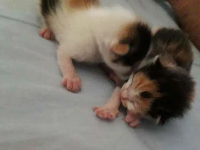 Gato ra a Srd idade Abaixo de 2 meses nome Ninabetinaxodofadaan