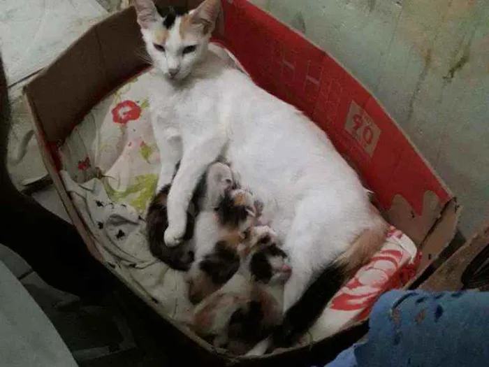 Gato ra a Srd idade Abaixo de 2 meses nome Ninabetinaxodofadaan