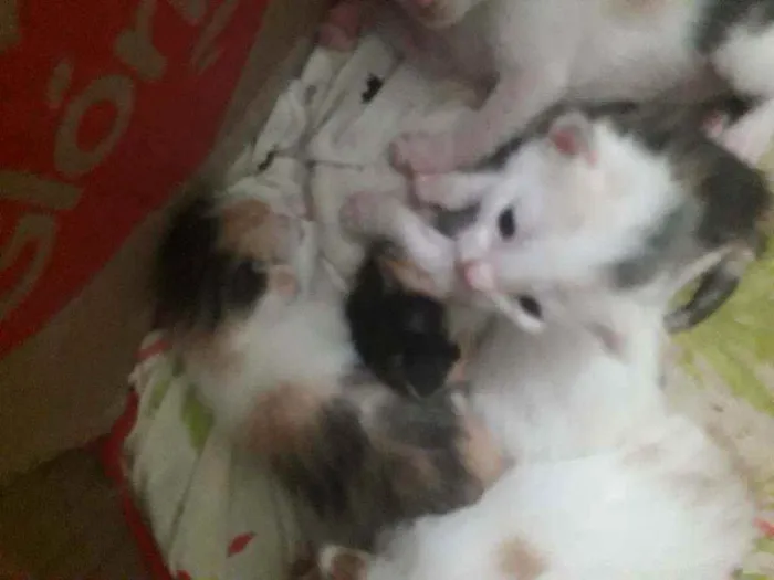 Gato ra a Srd idade Abaixo de 2 meses nome Ninabetinaxodofadaan