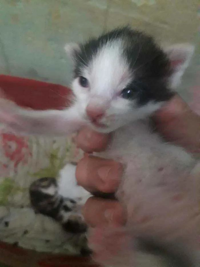 Gato ra a Srd idade Abaixo de 2 meses nome Ninabetinaxodofadaan