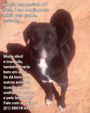 Cachorro raça SRD idade 1 ano nome Preta