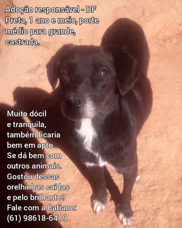 Cachorro ra a Sem raça definida idade 2 anos nome Pretinha