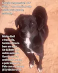 Pretinha