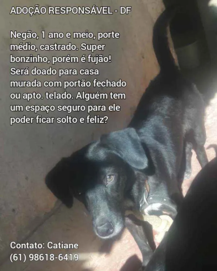 Cachorro ra a SRD idade 1 ano nome Preta
