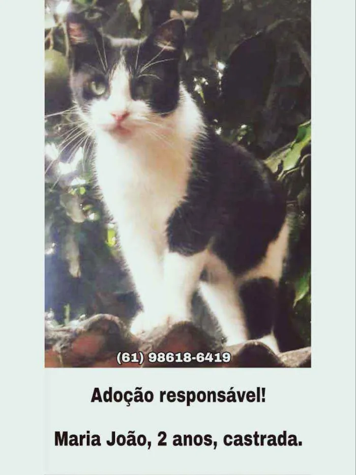 Cachorro ra a SRD idade 1 ano nome Preta