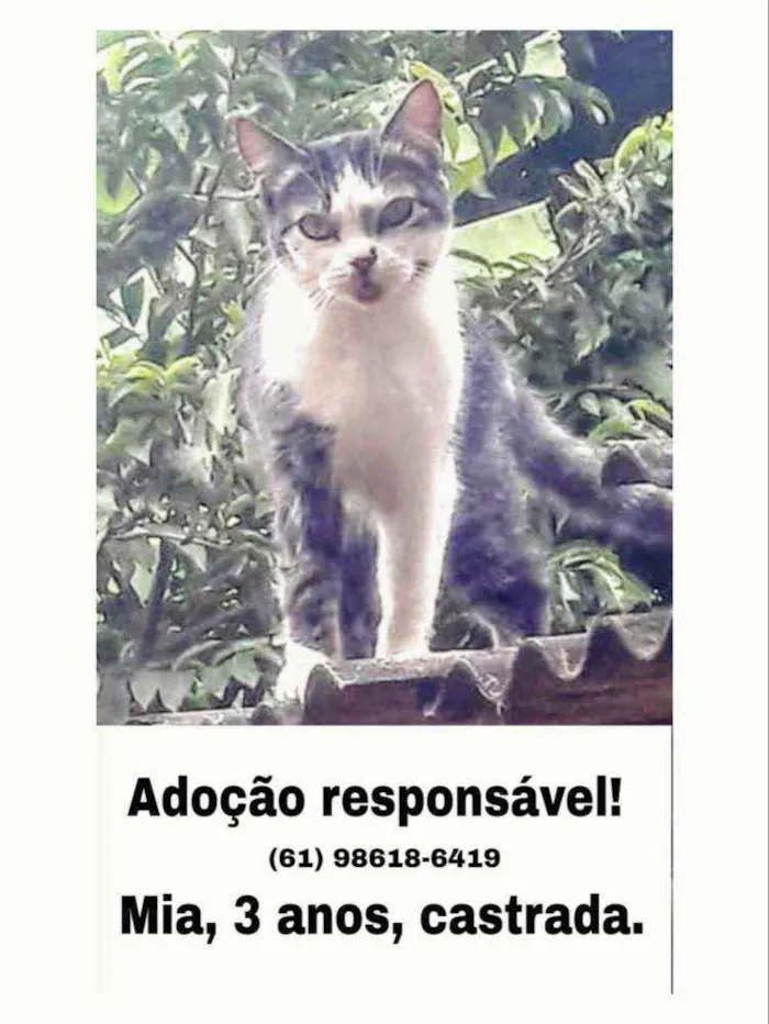 Cachorro ra a SRD idade 1 ano nome Preta