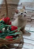 Peludinho