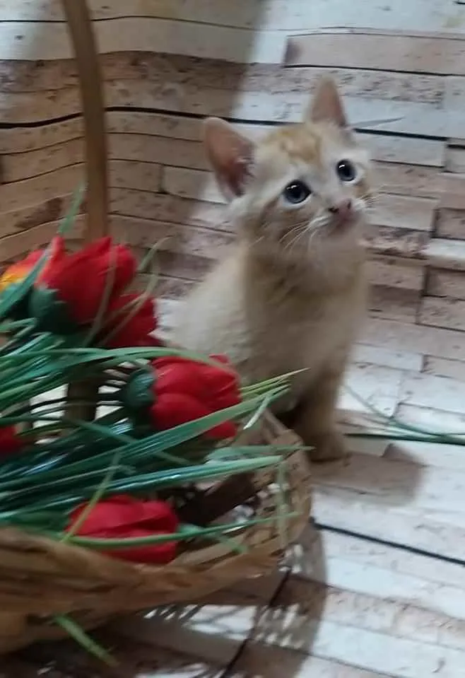 Gato ra a Indefinida idade Abaixo de 2 meses nome Peludinho