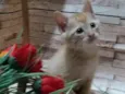 Peludinho