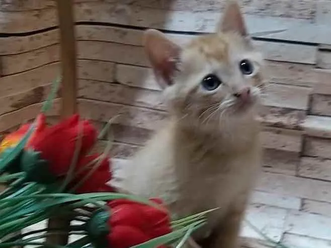 Gato ra a Indefinida idade Abaixo de 2 meses nome Peludinho