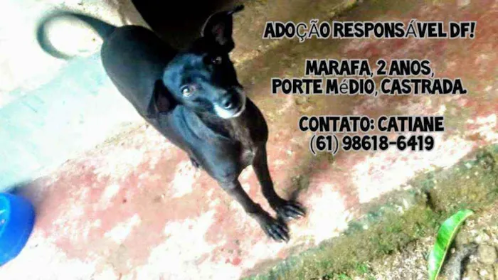 Cachorro ra a SRD idade 2 anos nome Marafa