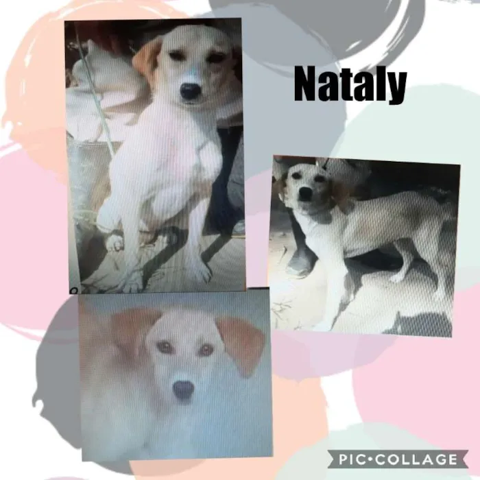 Cachorro ra a SRD idade 1 ano nome Nataly