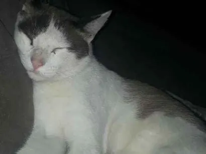 Gato raça  idade 1 ano nome Théo 