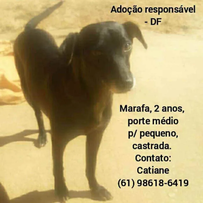 Cachorro ra a SRD idade 2 anos nome Marafa