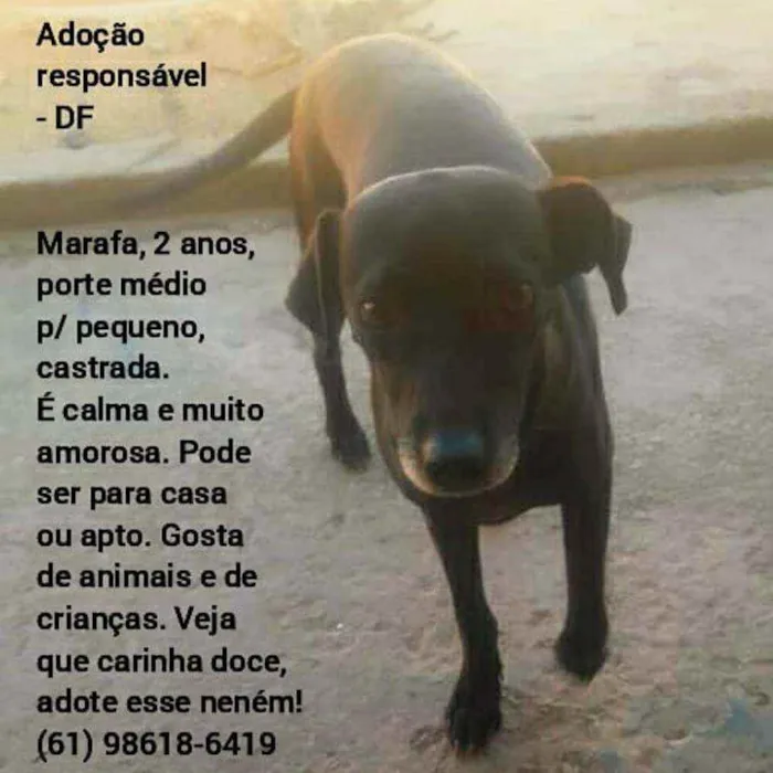 Cachorro ra a SRD idade 2 anos nome Marafa