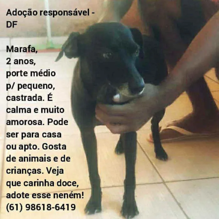 Cachorro ra a SRD idade 2 anos nome Marafa