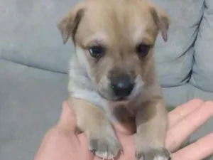 Cachorro raça Viralata idade Abaixo de 2 meses nome N tem nome