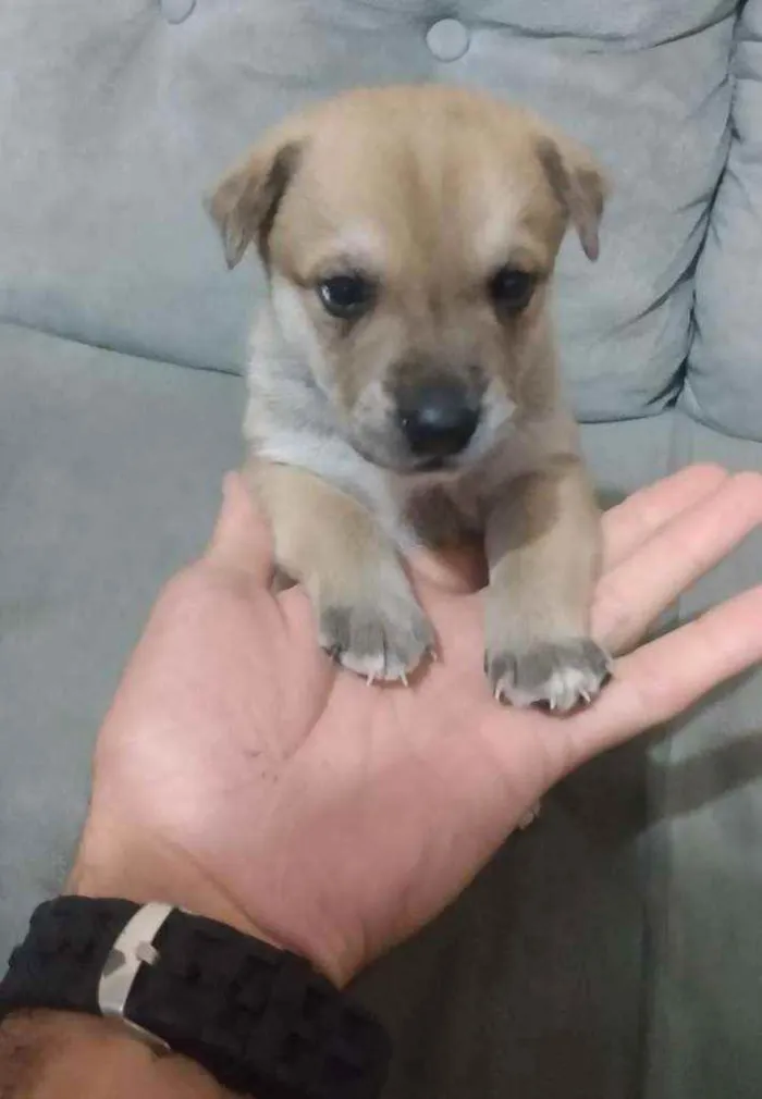 Cachorro ra a Viralata idade Abaixo de 2 meses nome N tem nome