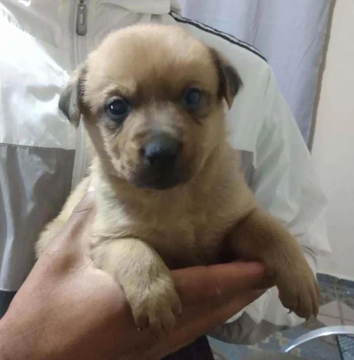 Cachorro ra a Viralata idade Abaixo de 2 meses nome N tem nome
