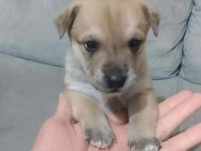 Cachorro ra a Viralata idade Abaixo de 2 meses nome N tem nome