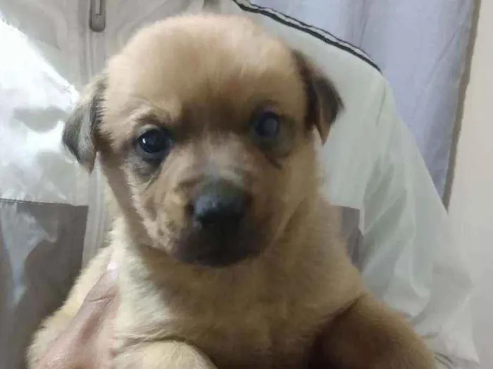 Cachorro ra a Viralata idade Abaixo de 2 meses nome N tem nome
