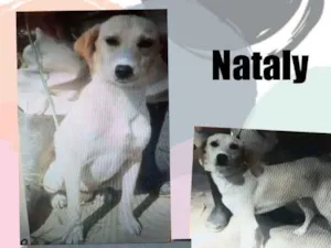 Cachorro raça SRD idade 1 ano nome Nataly