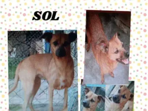 Cachorro raça srd idade 1 ano nome Sol