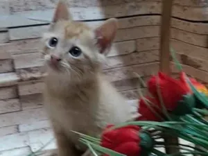 Gato raça Indefinida idade Abaixo de 2 meses nome Peludinho