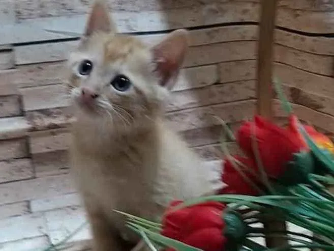 Gato ra a Indefinida idade Abaixo de 2 meses nome Peludinho