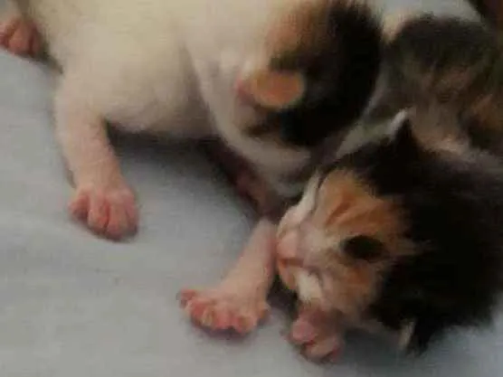 Gato ra a Srd idade Abaixo de 2 meses nome Ninabetinaxodofadaan