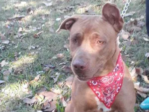 Cachorro raça Pit Bull idade 1 ano nome Pity