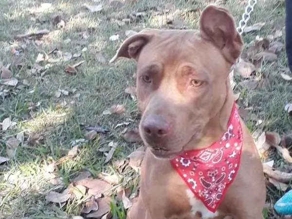 Cachorro ra a Pit Bull idade 1 ano nome Pity