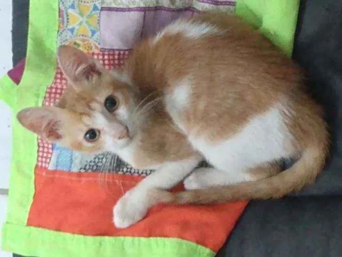 Gato raça Srd idade 2 a 6 meses nome Téo 