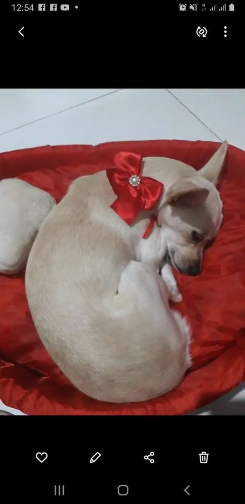 Cachorro ra a Pequena idade 4 anos nome Hanba