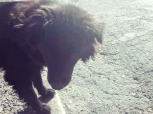 Cachorro raça Shau Shau  idade 3 anos nome Shaou 