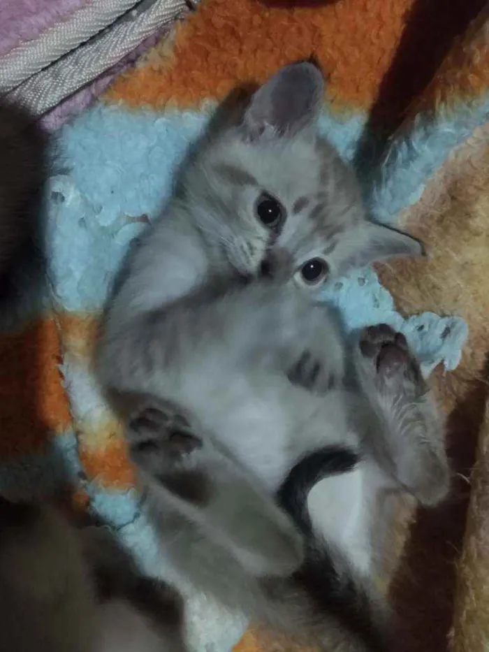 Gato ra a  idade 2 a 6 meses nome Sem nome 